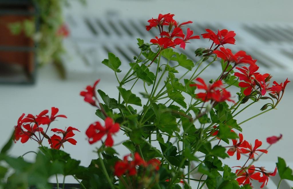 Appartement Le Jardin 링골쉐임 객실 사진
